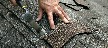Asphalts Shingles